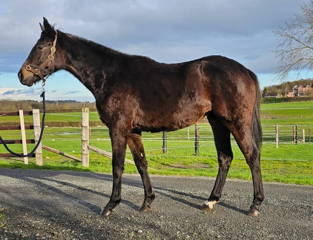 🏇 Attractive 2023 Brown Filly by Masterstroke out of Persian Forest 🏇